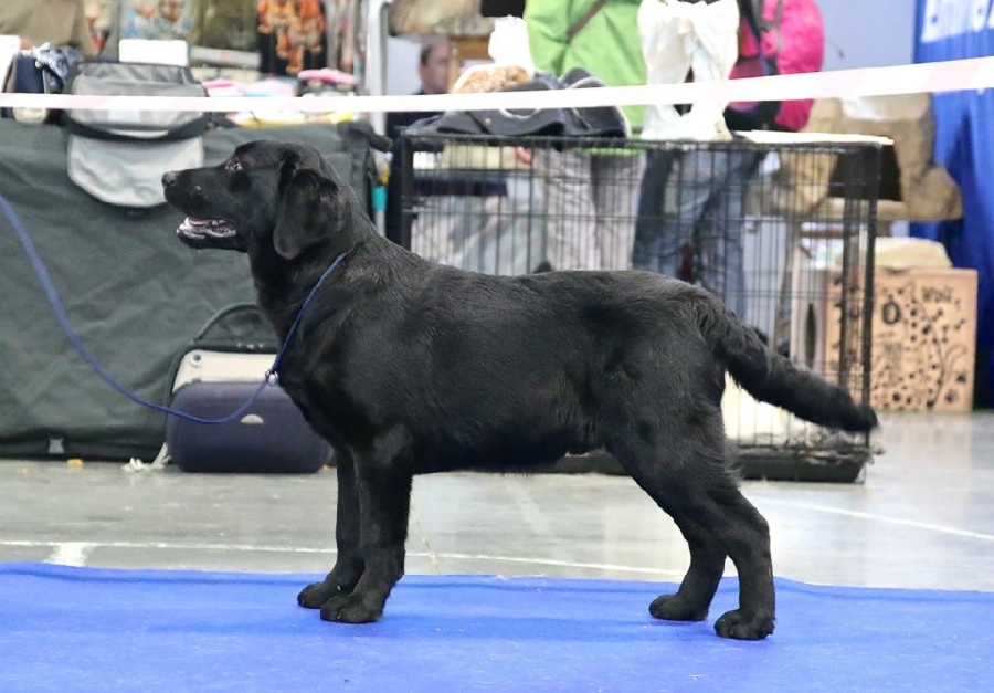labrador