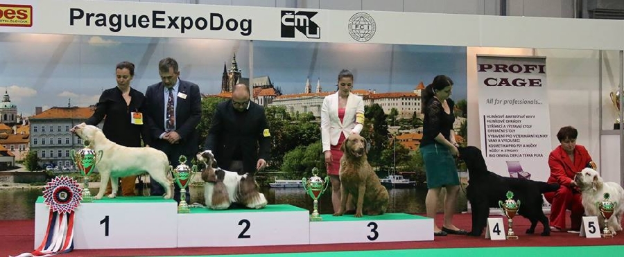 wystawa labradorów