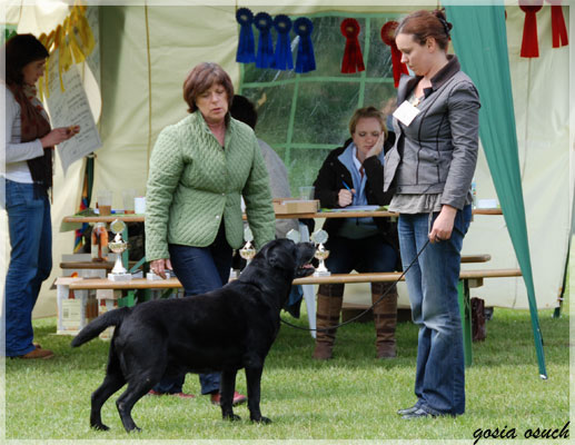 labrador