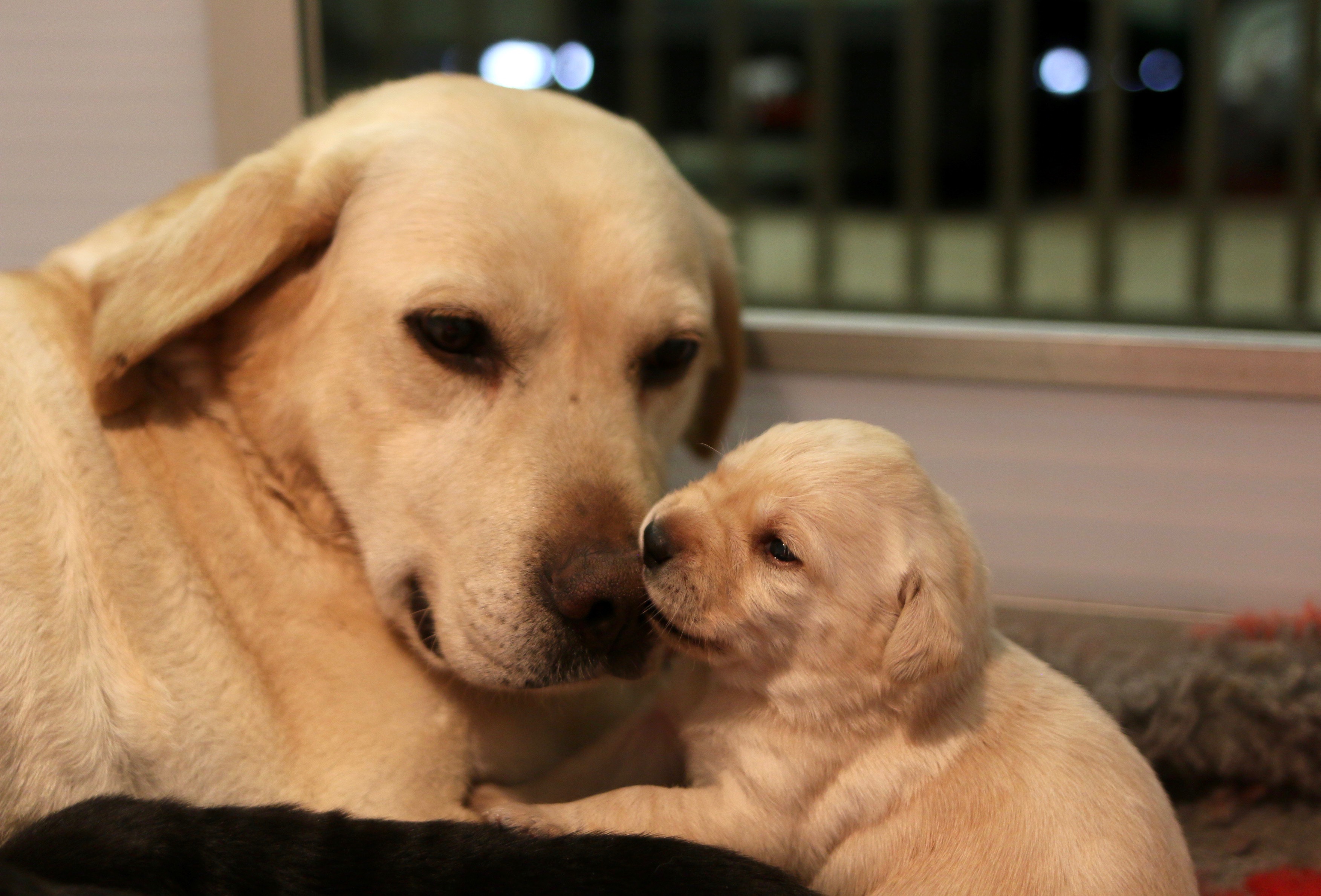 Puppies available