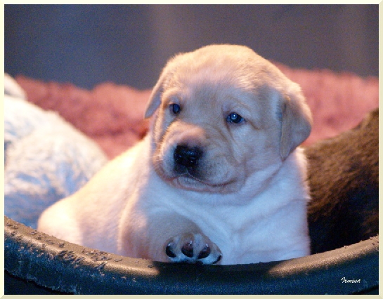 labrador
