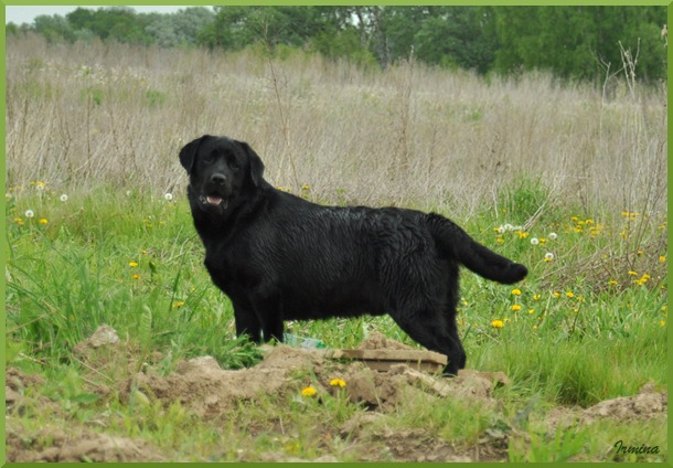 labrador