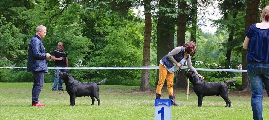 chase i master