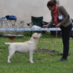 maly labrador