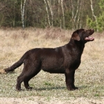 labrador