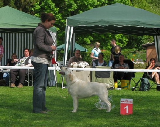 biały labrador
