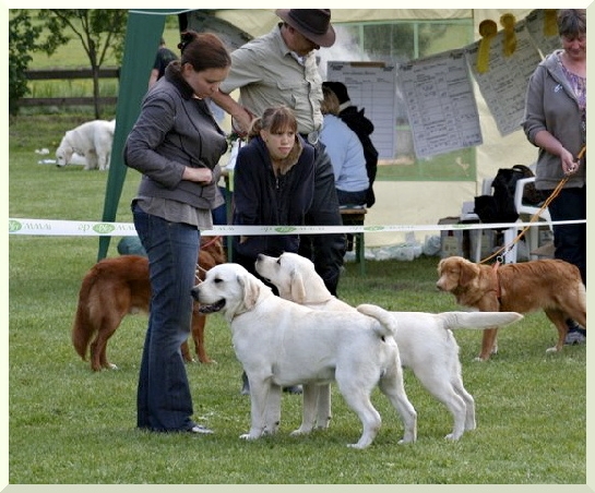 labrador