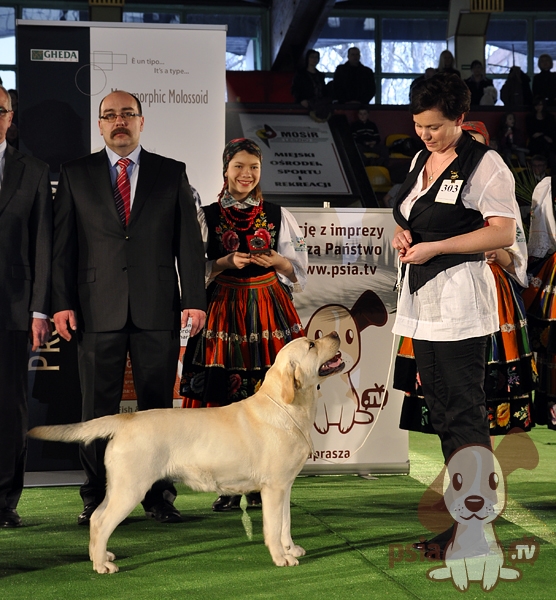 wystawa labradorów