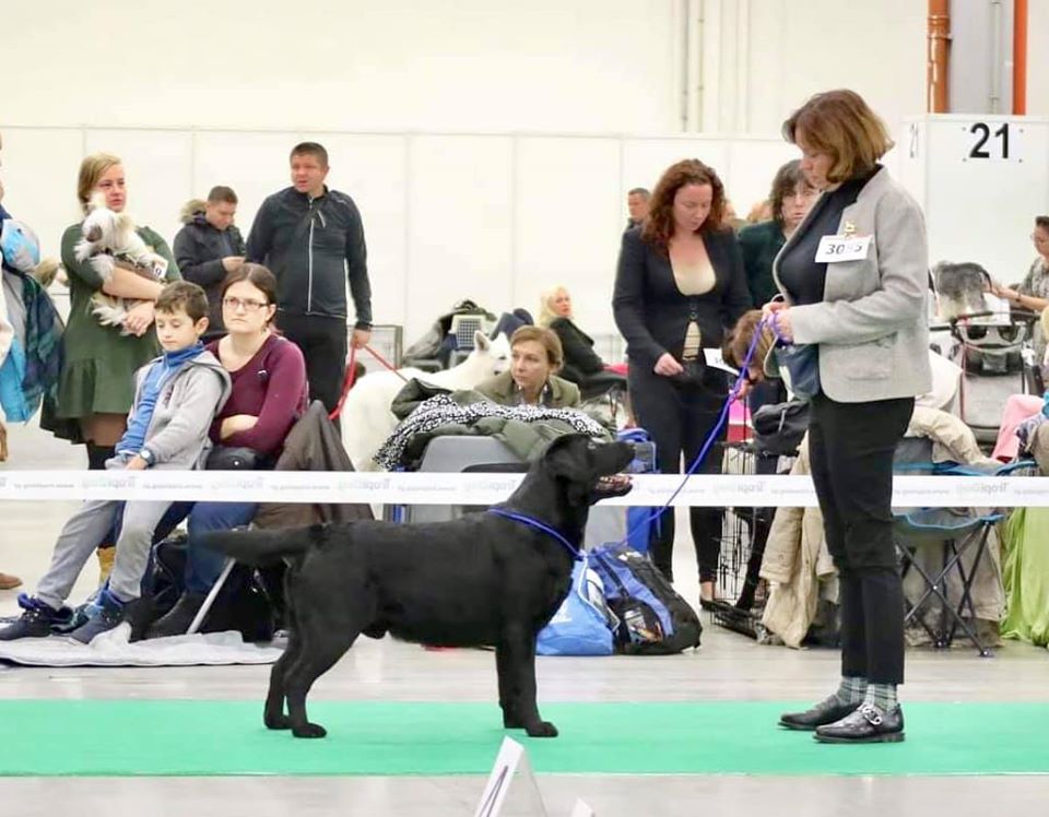 International DOG Show in Kielce 23/11/2019